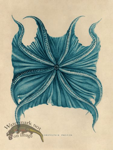 (image for) Octopus Teal 06