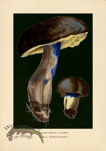 (image for) Beths Shrooms 06