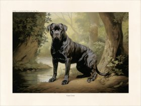 CFA Dog Cane Corso