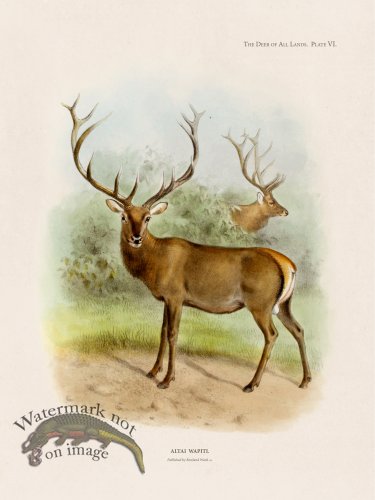 (image for) Lydekker Deer 06