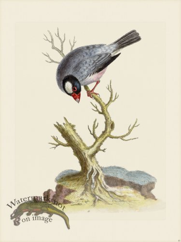 (image for) Edwards 041 Rice Bird Cock 