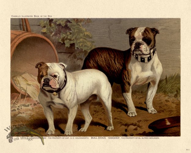 (image for) Cassell Dog 07