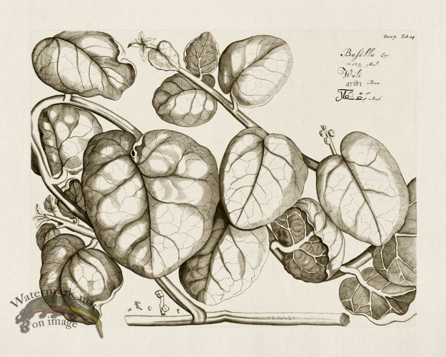 (image for) HORTUS VOl 07 24