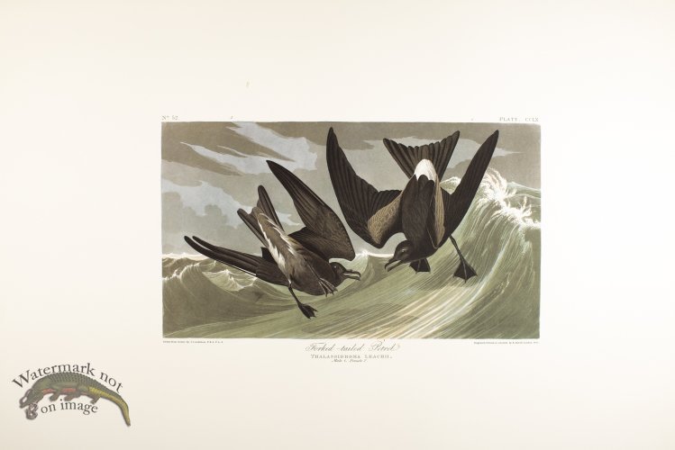 (image for) Fork-Tailed Petrel