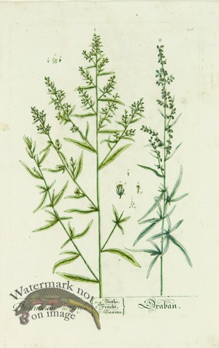 (image for) Blackwell German 029