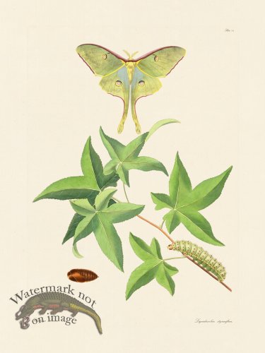 (image for) Abbot Butterfly 048