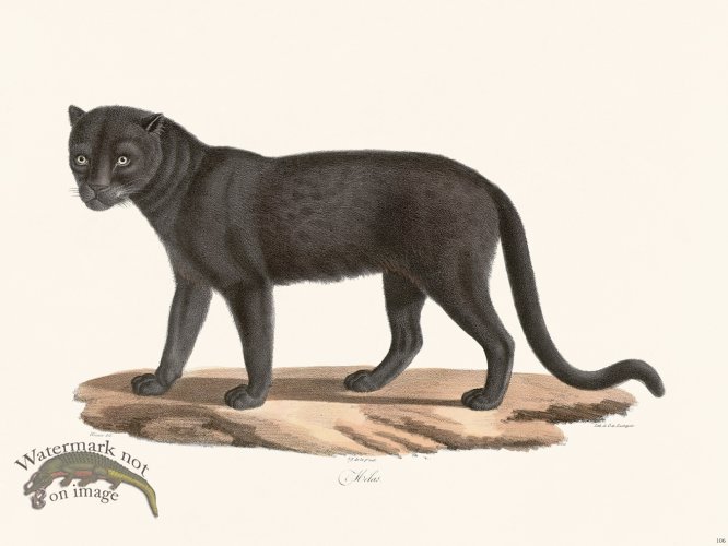 (image for) Cuvier 106