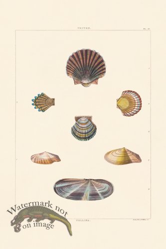(image for) Perry Shell 55