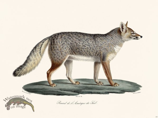 (image for) Cuvier 169 Fox S America