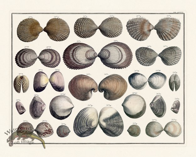 (image for) Seba B2 086 Shells