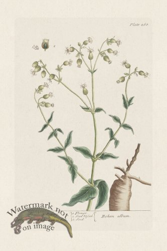 (image for) BEE 268 Spatling Poppy