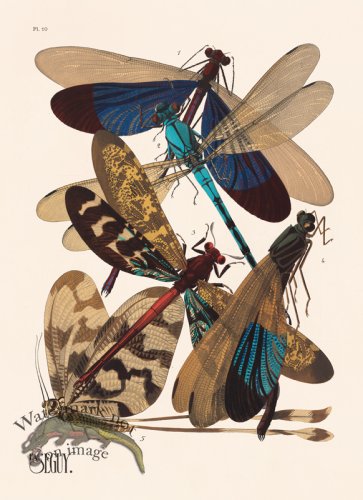 (image for) Seguy Bug 10