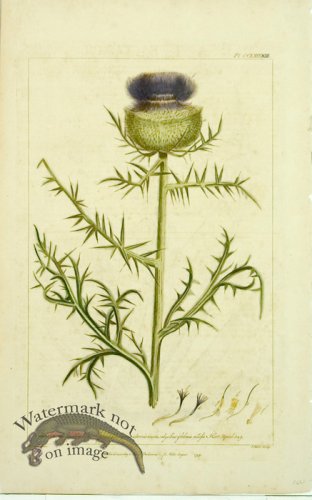 (image for) Philip Miller 119