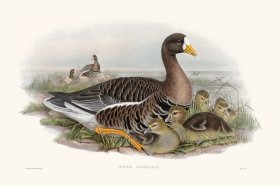 Gould Waterfowl 37