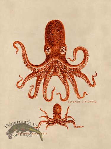 (image for) Octopus Orange 13