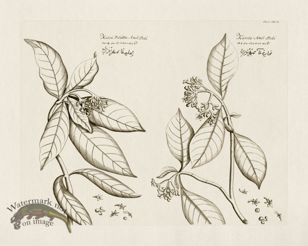 (image for) HORTUS VOl 05 33