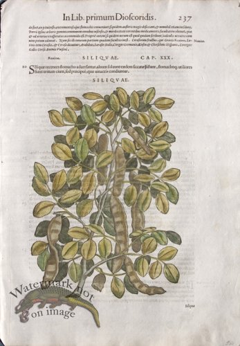 (image for) WB Botanicals 11