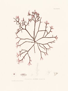 Bradbury Seaweed 088