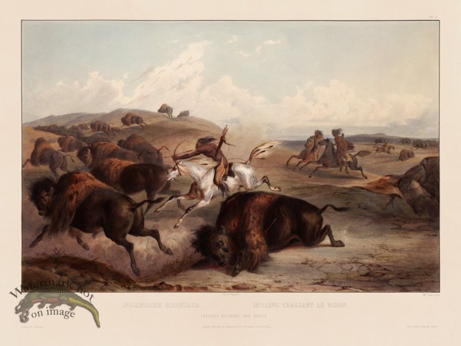 (image for) 31 Hunting Buffalo