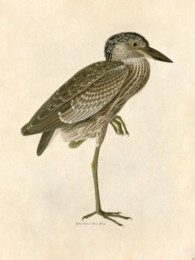 Yellow Crowned Heron, Young - Tribute Bd 44