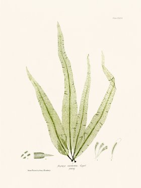 Bradbury Seaweed 146