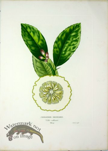 (image for) Des Orangers 16