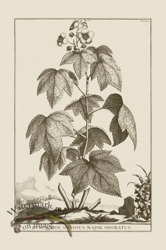 (image for) Abraham Munting 061