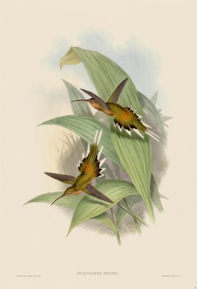 (image for) Gould Hummingbird 028