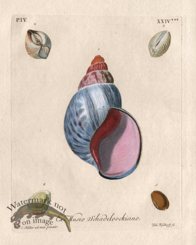 (image for) Knorr Shell 12