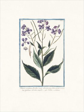 Bonelli 327 Sweet Rocket