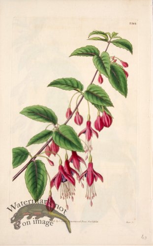 (image for) CBMS_0044