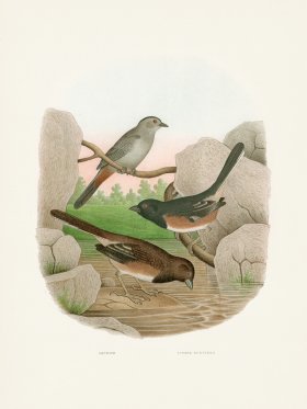 Thomas Gentry Bird 45