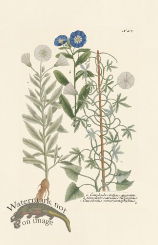 (image for) Weinmann PL 417