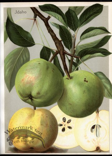 (image for) Fruit 15