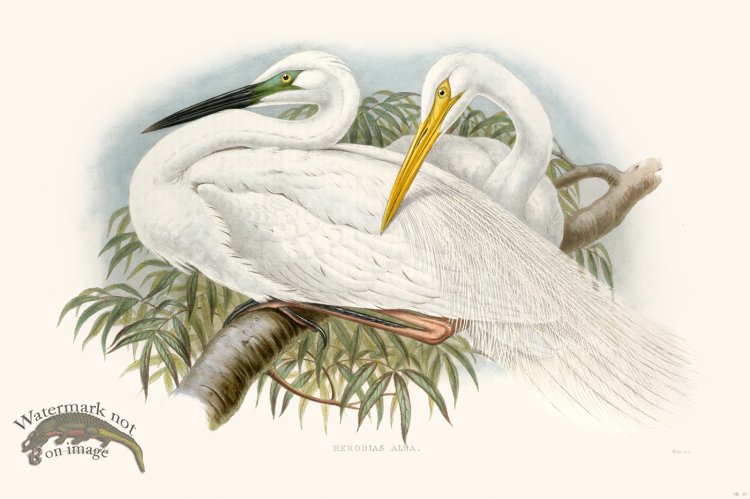 (image for) Gould Shore Bird 016