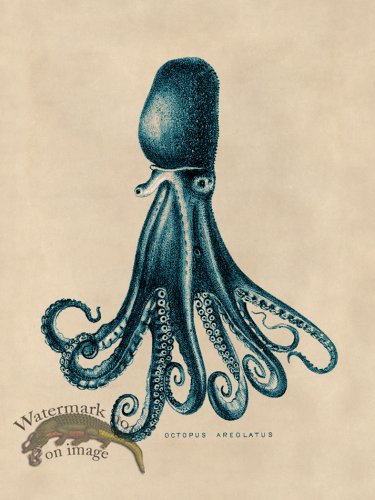 (image for) Octopus Teal 14