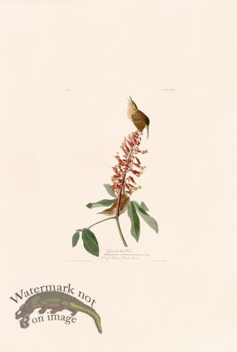 (image for) 078 Great Carolina Wren