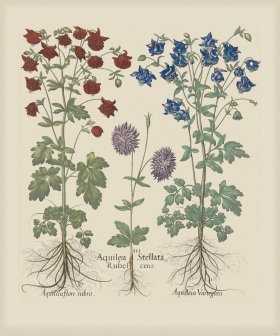 Besler 171 Colored B2