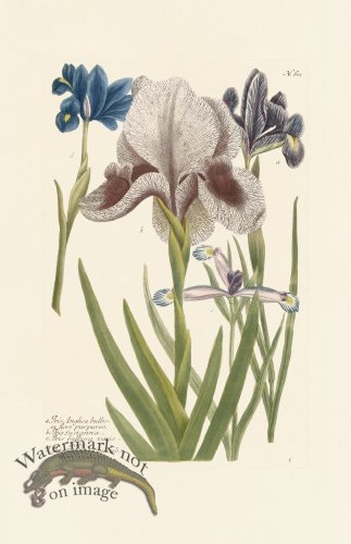 (image for) Weinmann PL 611