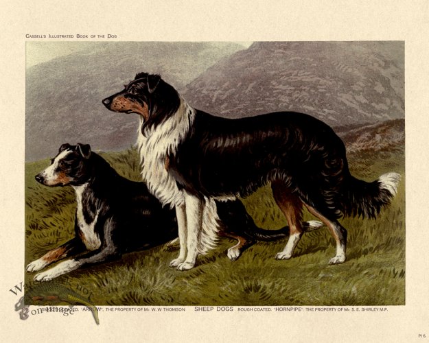 (image for) Cassell Dog 06