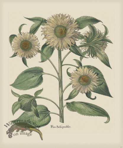 (image for) Besler 205 Colored B2