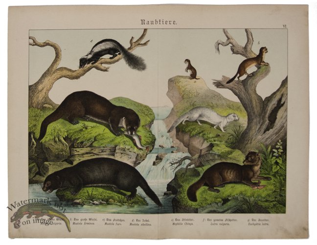 (image for) Otter Mink 