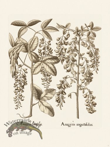 (image for) Besler 007 B1