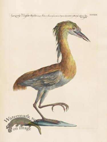 (image for) Manetti 419