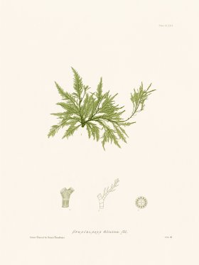 Bradbury Seaweed 171