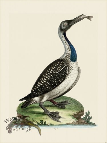 (image for) Edwards 146 Loon