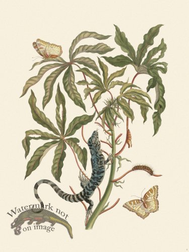 (image for) Merian Metamorphosis 04