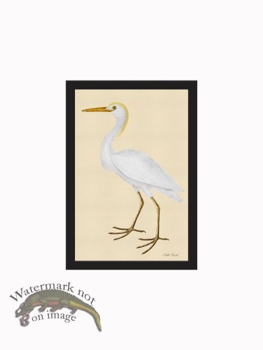 (image for) Rudbeck CFA_BF 49 Cattle Egret