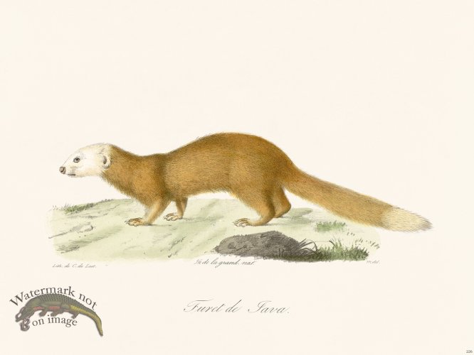 (image for) Cuvier 226 Jave Ferret