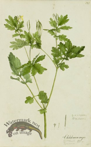 (image for) 1828_Gmp 067